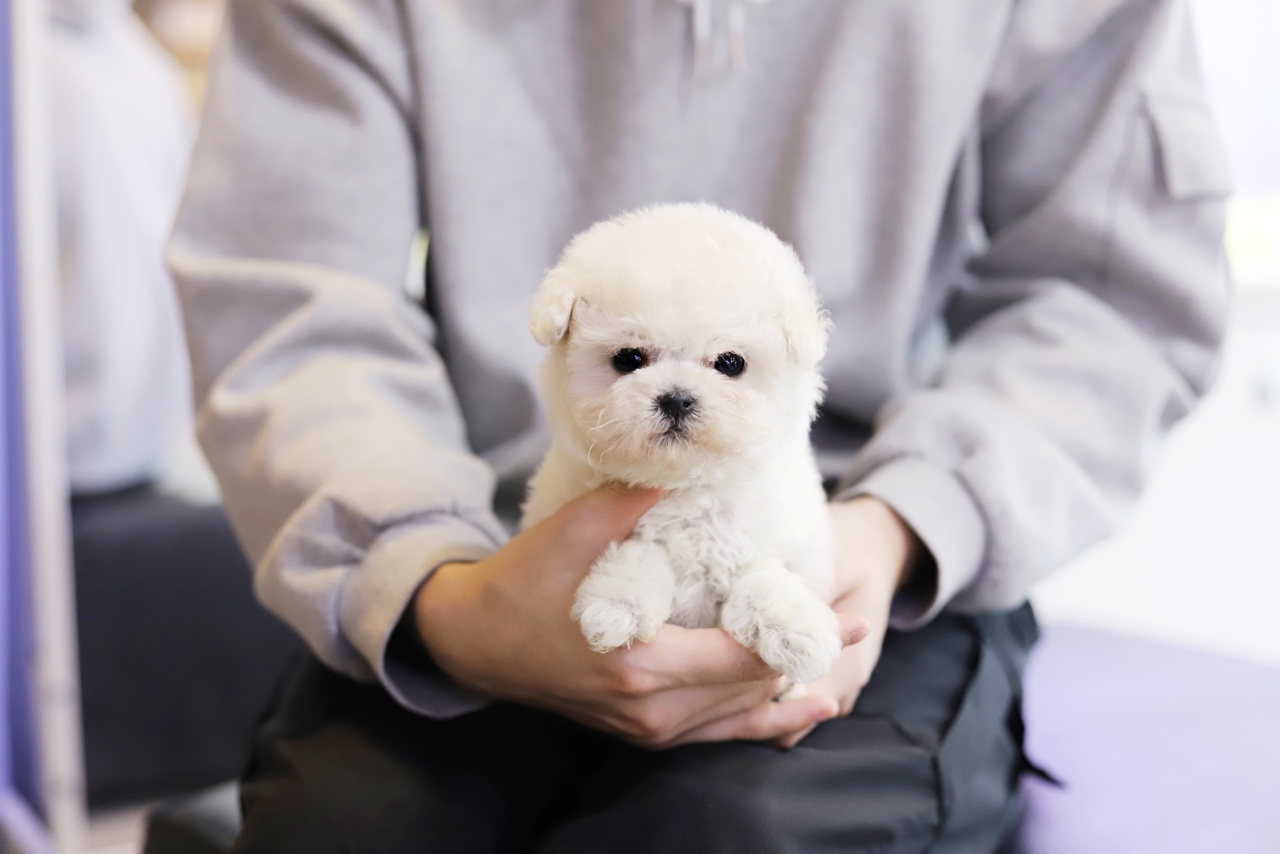 비숑프리제 왕자님(수미)(책임분양)