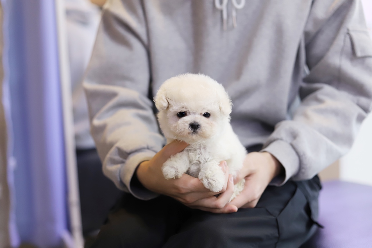 비숑프리제 왕자님(수미)(책임분양)