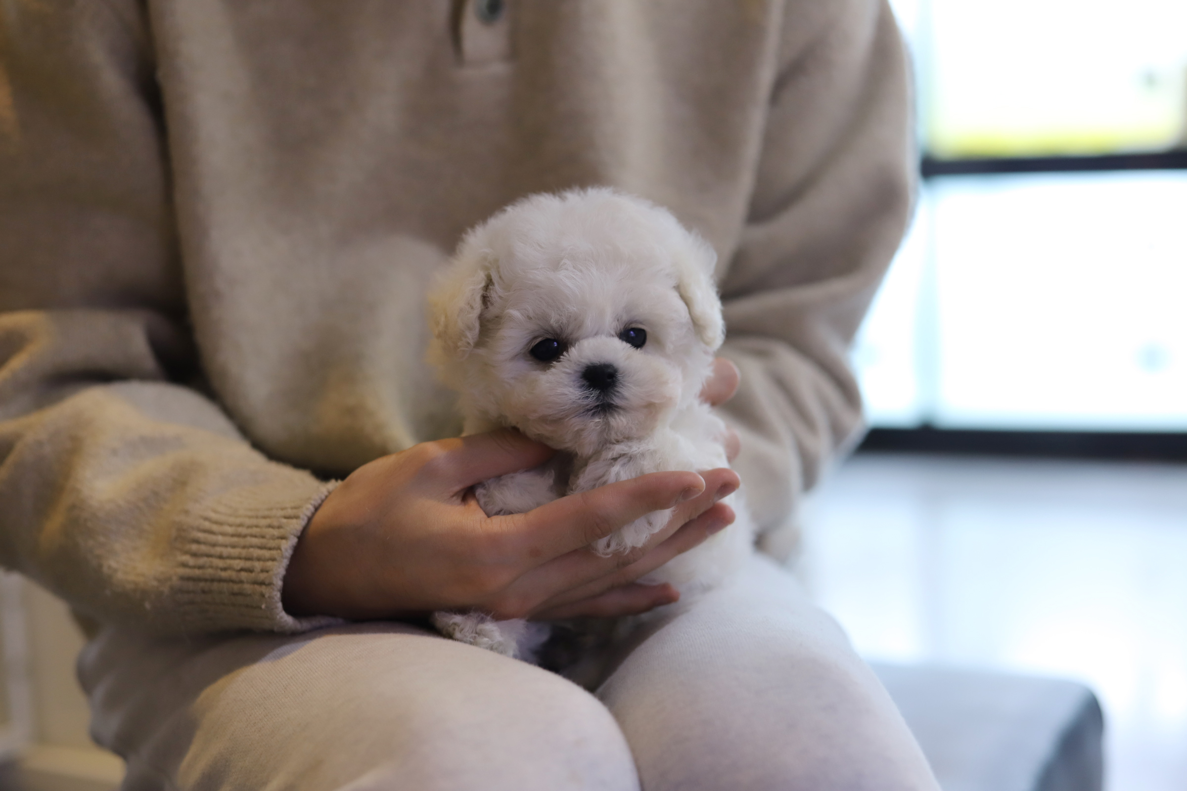 비숑프리제 왕자님(도이)(책임분양)