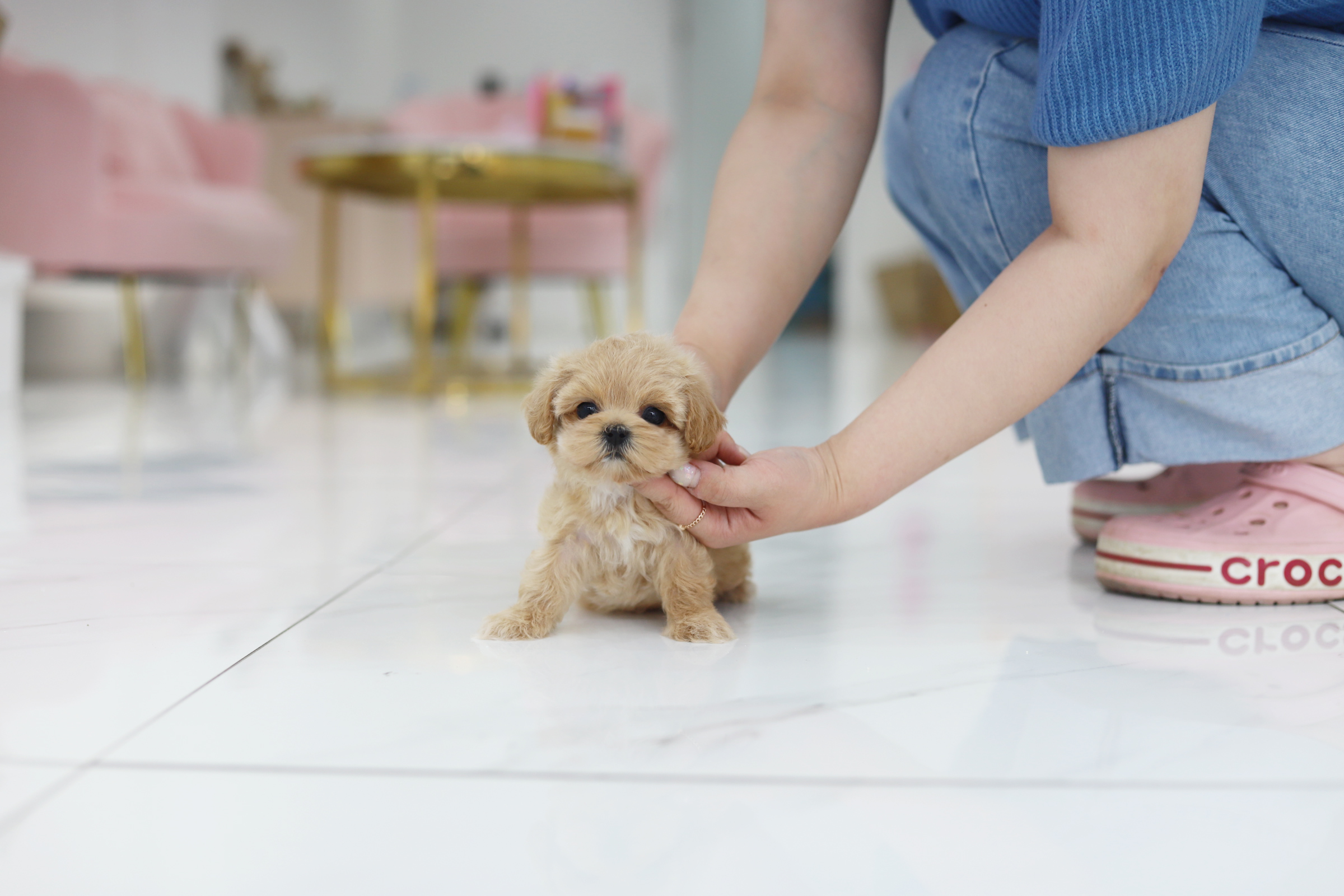 말티푸 공주님(리니)(책임분양)