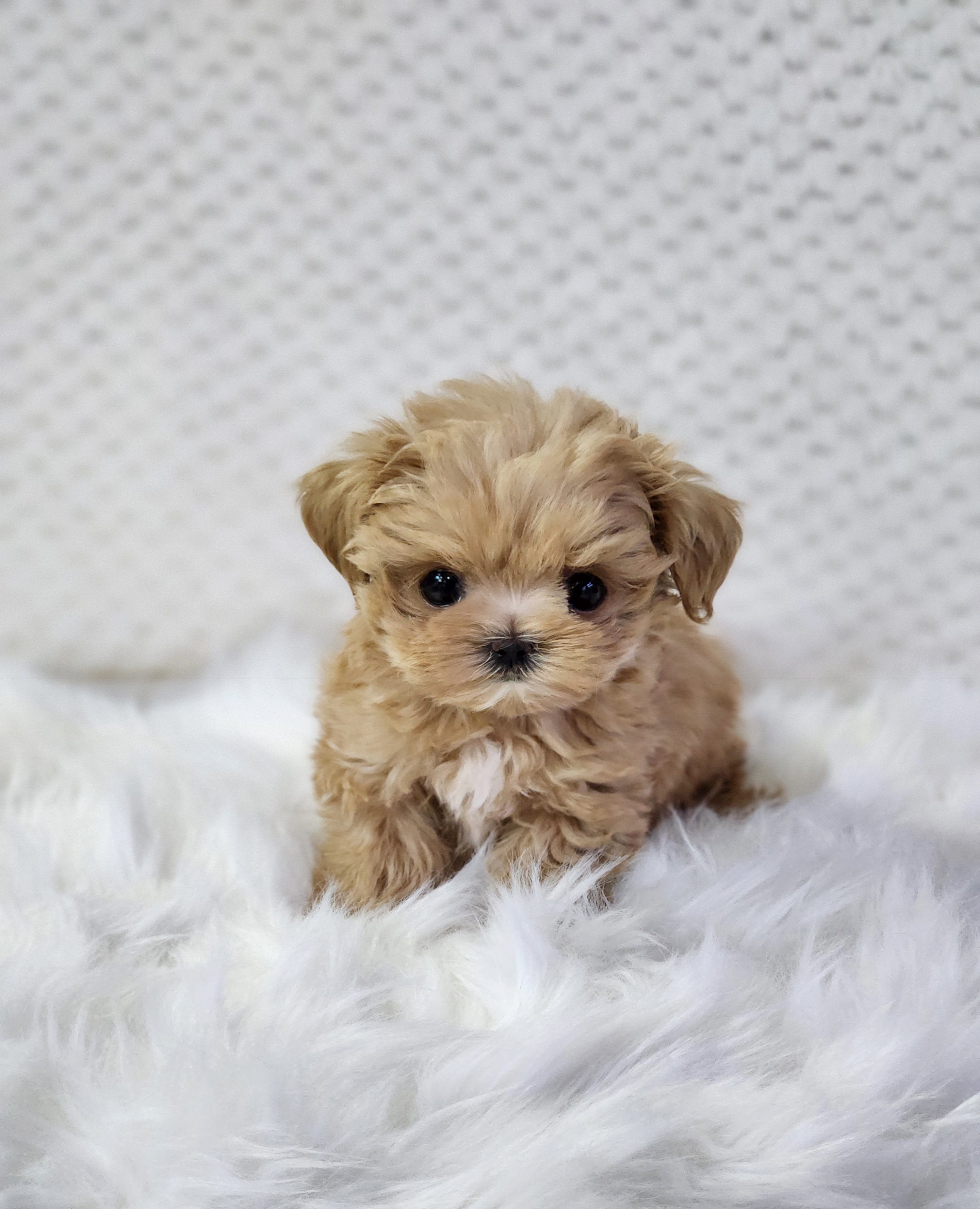 말티푸 분양합니다