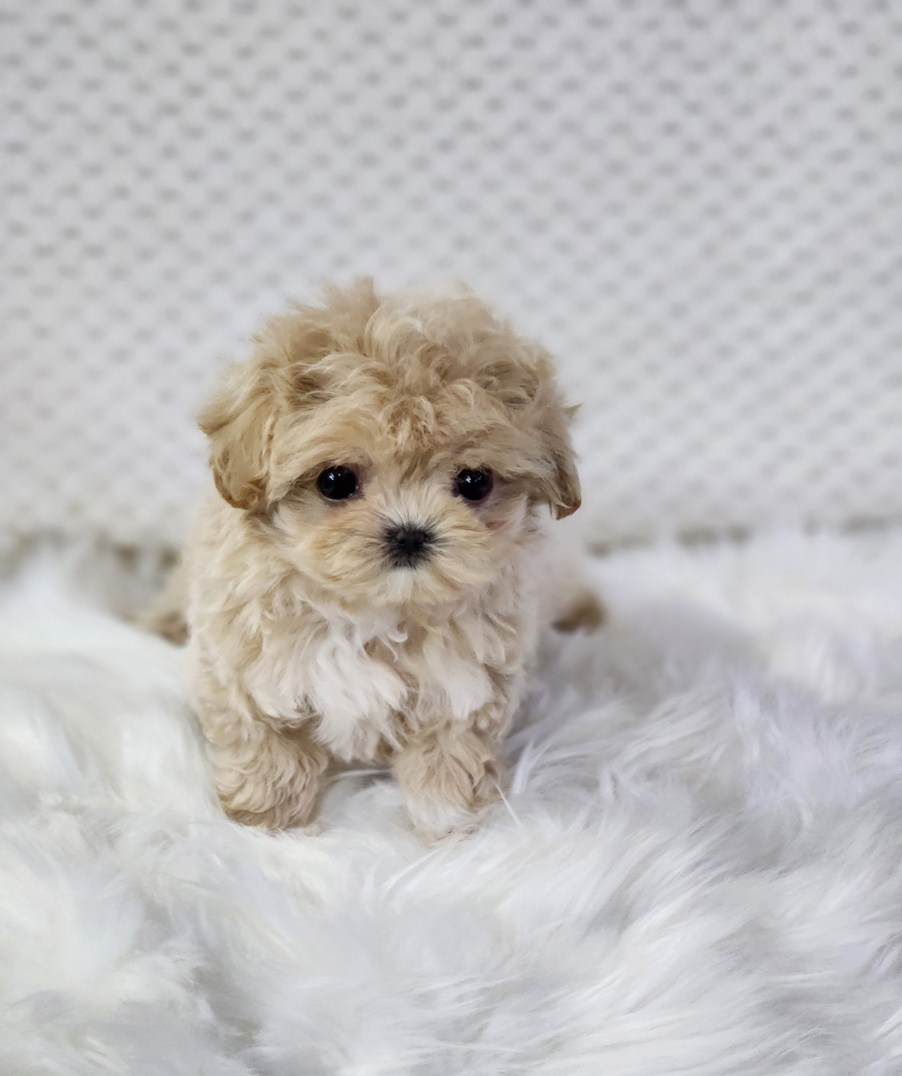 말티푸 분양합니다