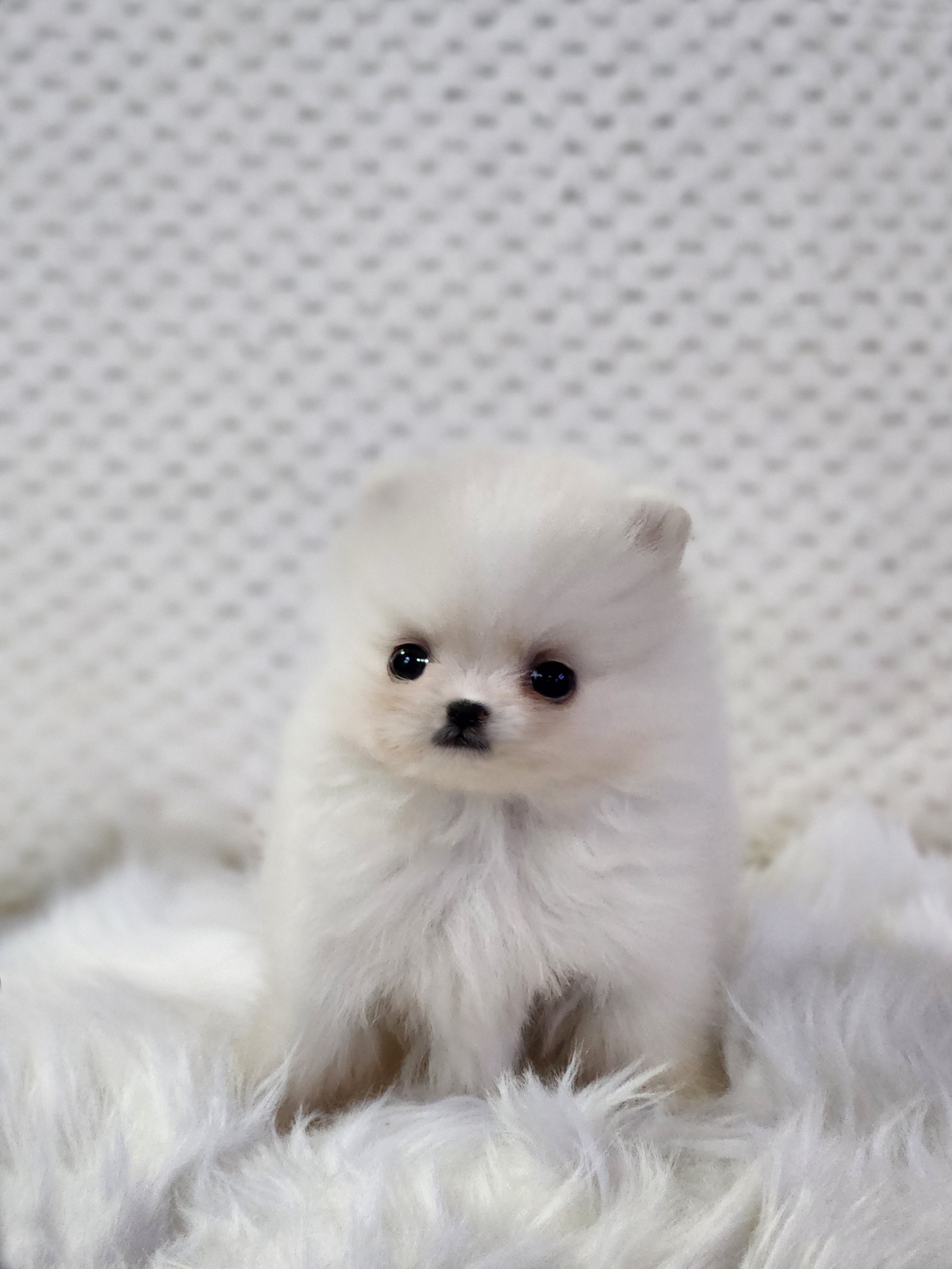 포메라니안 분양합니다