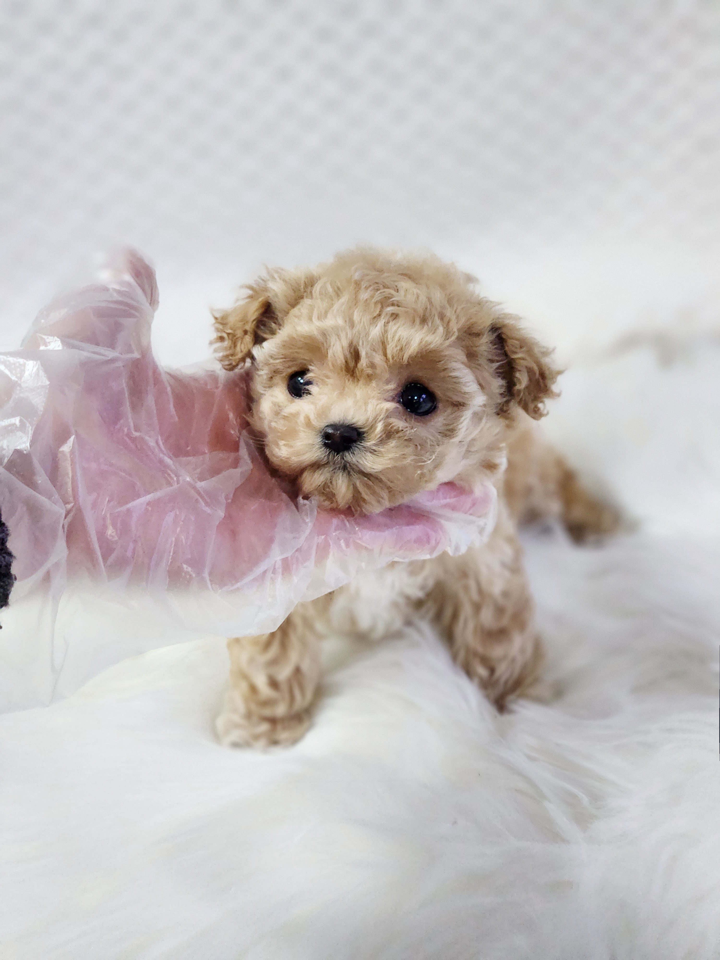 푸들 분양합니다