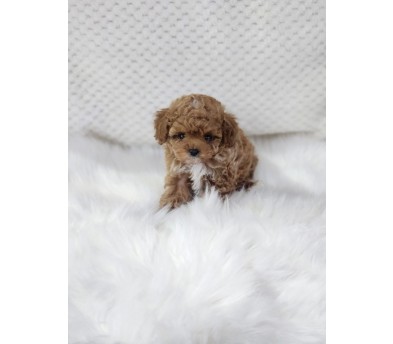 푸들 분양합니다!