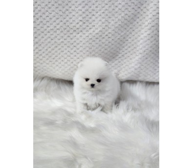 포메라니안 분양합니다!