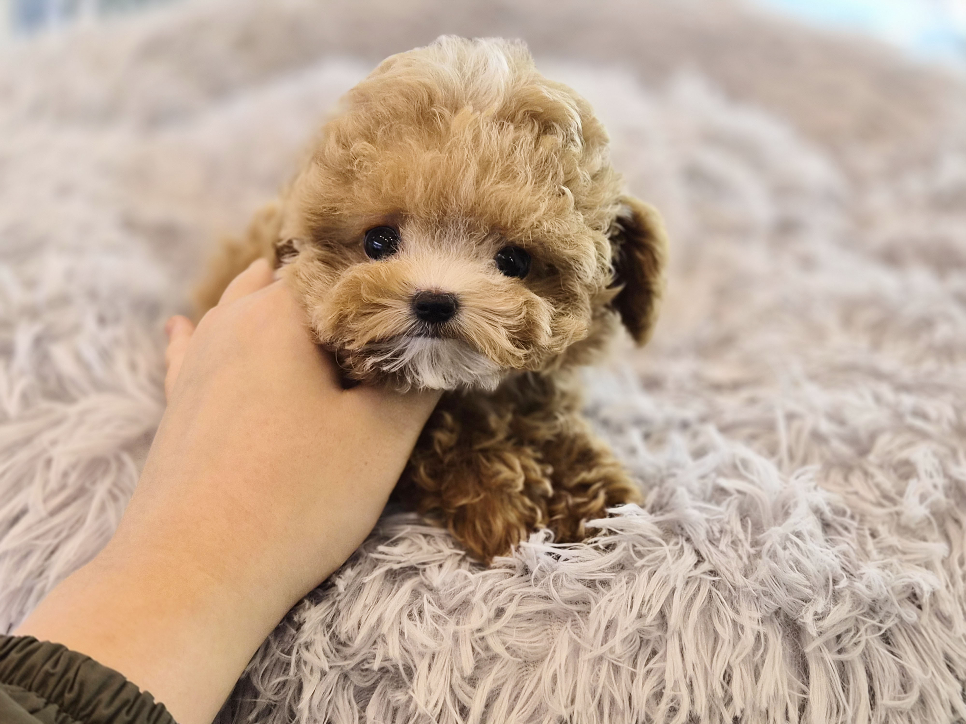 말티푸 분양합니다!