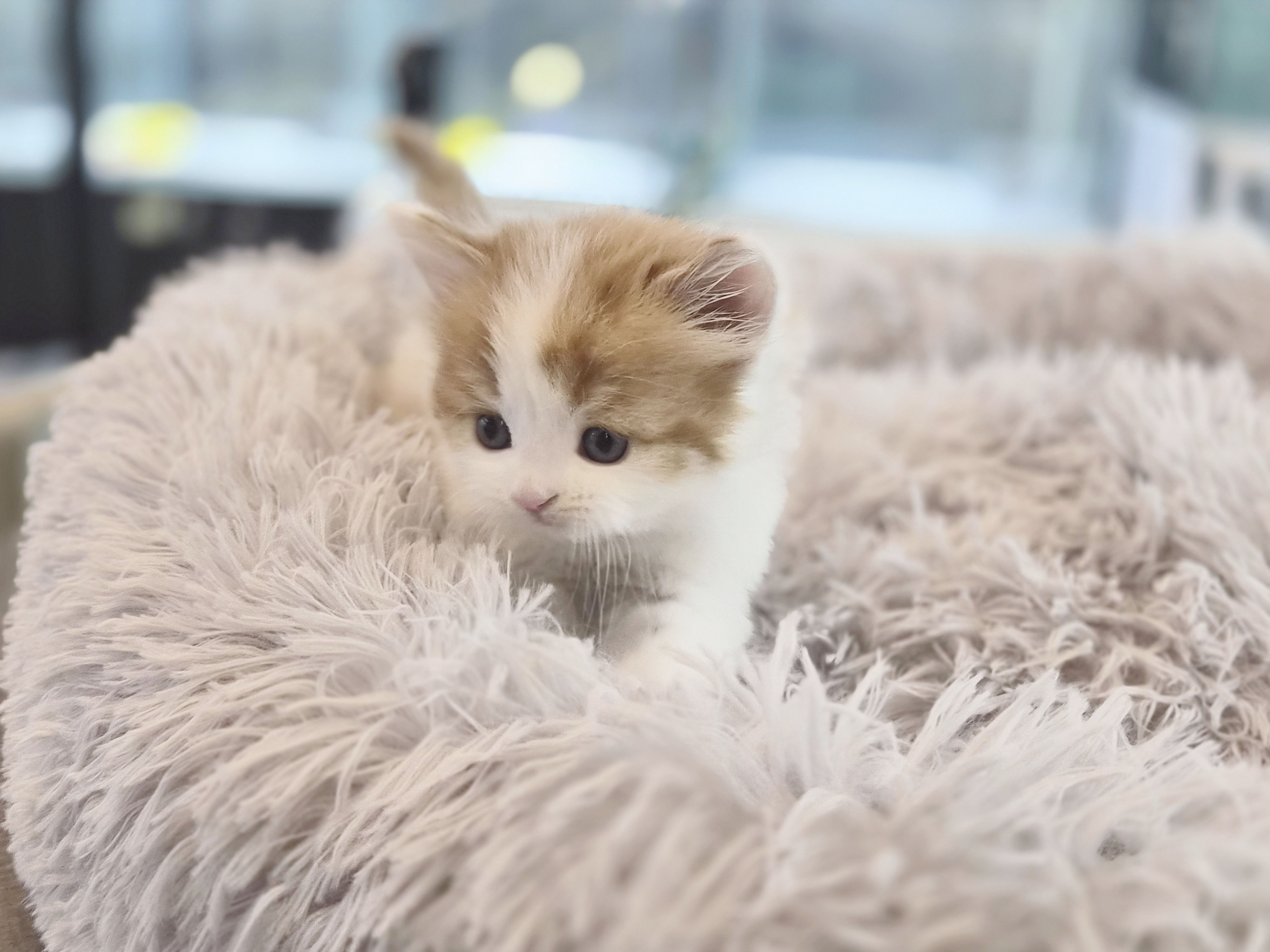 노르웨이숲 분양합니다