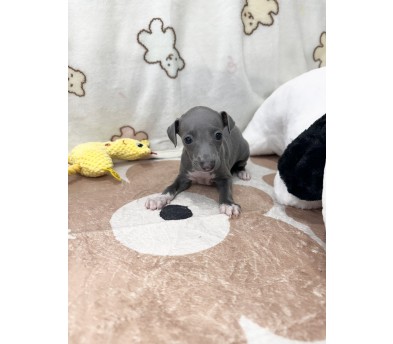 이탈리안그레이하운드 분양합니다