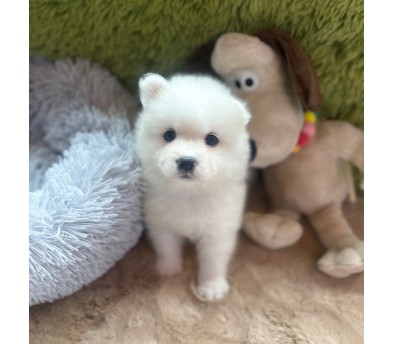 사모예드 분양합니다