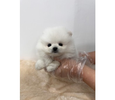 포메라니안 분양합니다