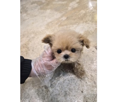 말티푸 분양합니다