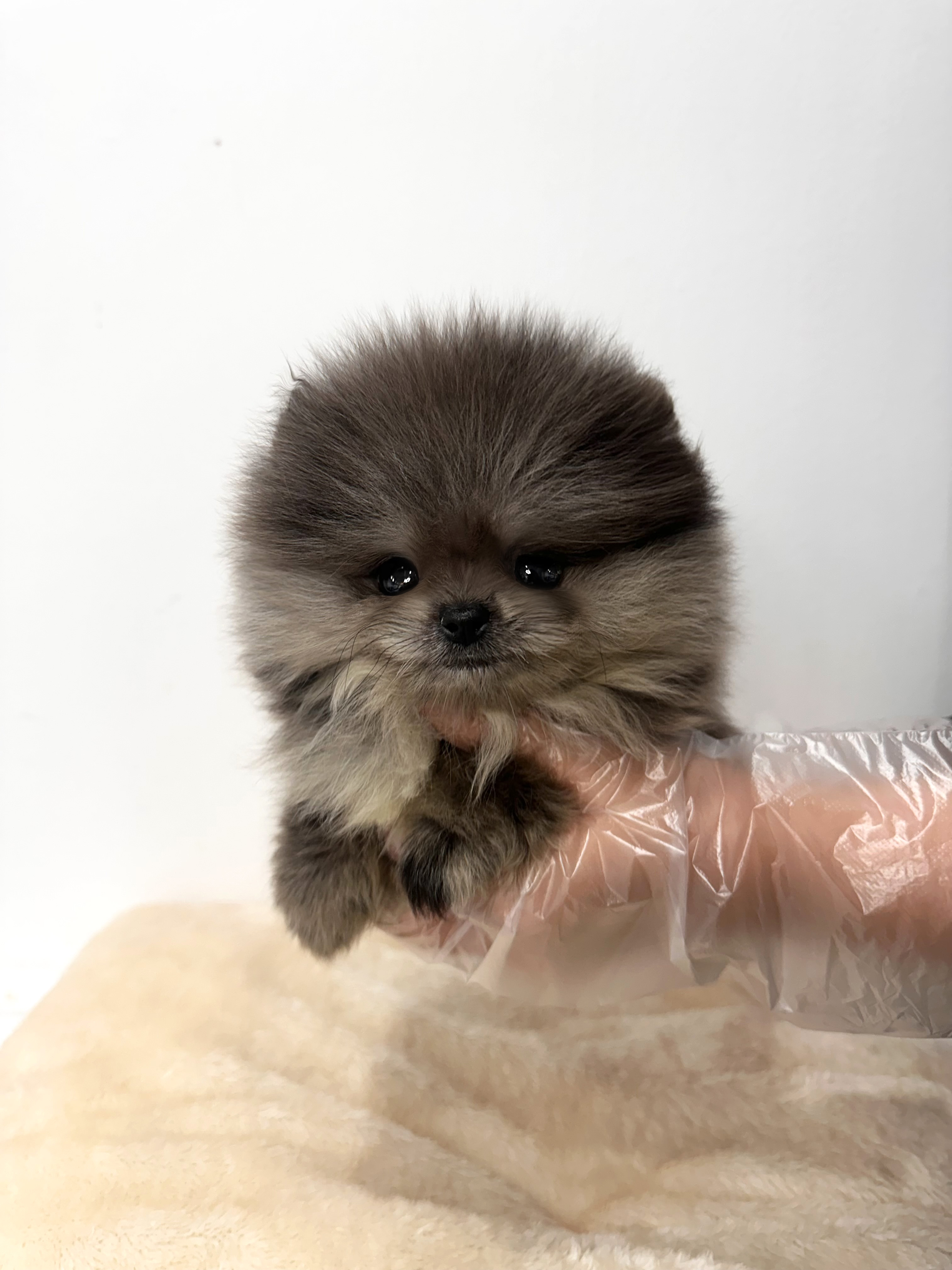 포메라니안 분양합니다